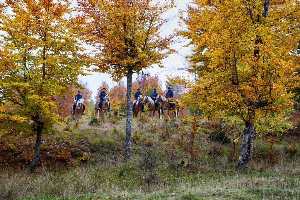 Potcoava Mountain Hideaway Hotel Runcu  Eksteriør billede